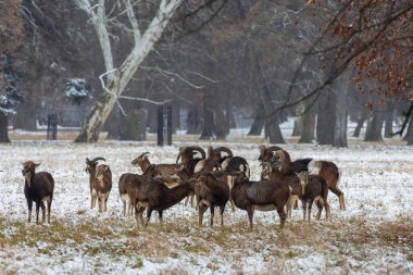 Mouflon ile kış manzarası - Ovis aries musimon. Çayırda kar var ve arazide kar yağıyor.