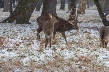 Sika Geyiği Cervus Nippon ile kış manzarası. Çayırda kar var ve arazide kar yağıyor.