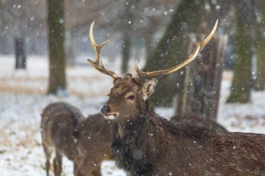 Sika Geyiği Cervus Nippon ile kış manzarası. Çayırda kar var ve arazide kar yağıyor.