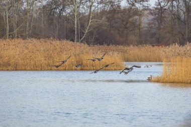Göletin üzerinde uçan ördekler