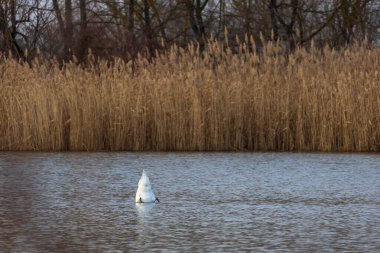 Büyük beyaz bir kuğu bir göletin yüzeyinde yüzer. Arka planda bir kamış var.