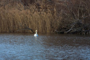 A large white swan swims on the surface of a pond. There is a reed in the background clipart