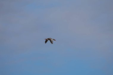 Mavi gökyüzünde büyük bir kaz uçar