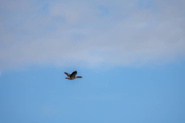 Mavi gökyüzünde büyük bir kaz uçar