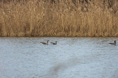 Büyük bir kaz bir göletin yüzeyinde yüzer.