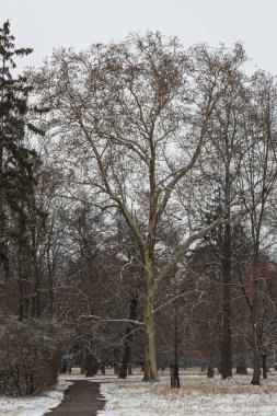 Parkın karlı manzarası