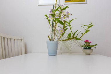 Çiçek saksısındaki ev çiçeği iç taraftaki bir masada duruyor.