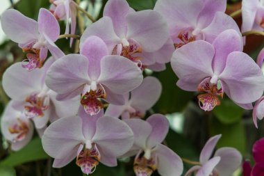 Nadir orkide çiçekleri. Renkli Orkide çiçekleri