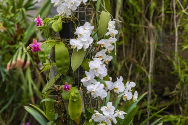 Nadir orkide çiçekleri. Renkli Orkide çiçekleri