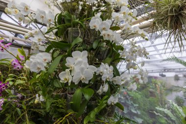 Nadir orkide çiçekleri. Renkli Orkide çiçekleri