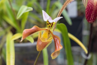 Nadir orkide çiçekleri. Renkli Orkide çiçekleri