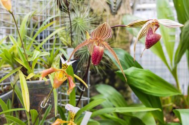 Nadir orkide çiçekleri. Renkli Orkide çiçekleri