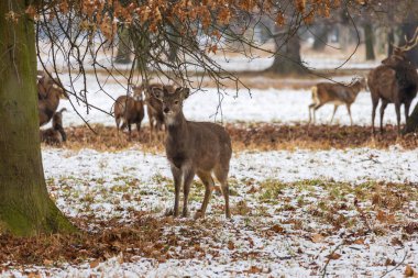 Mouflon 'lu kış manzarası - Ovis aries musimon ve sika deer - Cervus nippon. Çayırda kar var ve manzara kar yağıyor.