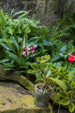 Nadir orkide çiçekleri. Renkli Orkide çiçekleri
