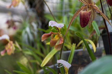 Nadir orkide çiçekleri. Renkli Orkide çiçekleri