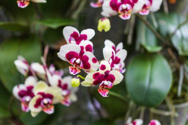 Nadir orkide çiçekleri. Renkli Orkide çiçekleri