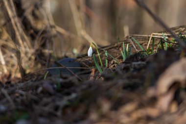 İlkbahar Beyaz Çiçeği Kar Damlası - Vahşi Ormanda Galanthus