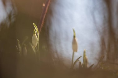 İlkbahar Beyaz Çiçeği Kar Damlası - Vahşi Ormanda Galanthus