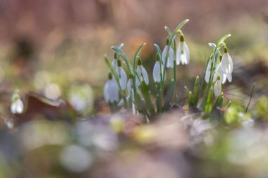 İlkbahar Beyaz Çiçeği Kar Damlası - Vahşi Ormanda Galanthus