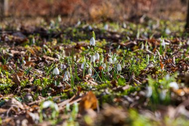 İlkbahar Beyaz Çiçeği Kar Damlası - Vahşi Ormanda Galanthus