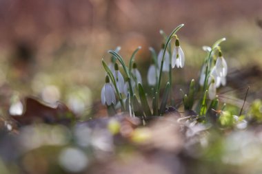 İlkbahar Beyaz Çiçeği Kar Damlası - Vahşi Ormanda Galanthus