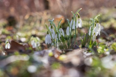 İlkbahar Beyaz Çiçeği Kar Damlası - Vahşi Ormanda Galanthus