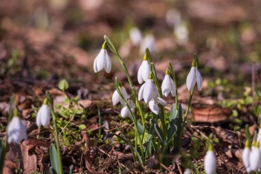 İlkbahar Beyaz Çiçeği Kar Damlası - Vahşi Ormanda Galanthus