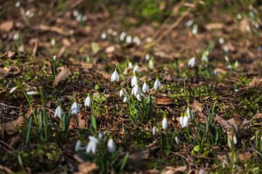 İlkbahar Beyaz Çiçeği Kar Damlası - Vahşi Ormanda Galanthus