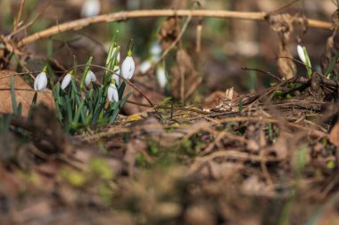 İlkbahar Beyaz Çiçeği Kar Damlası - Vahşi Ormanda Galanthus