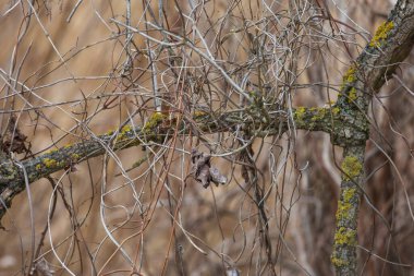 Kuru, yaşlı bir ağacın dalları kurumuş kökler ile doludur.