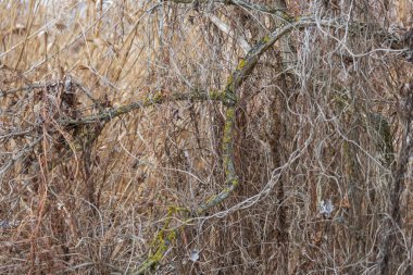 Kuru, yaşlı bir ağacın dalları kurumuş kökler ile doludur.
