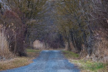 Ağaçlarla kaplı toprak bir yol.