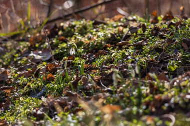 İlkbahar Beyaz Çiçeği Kar Damlası - Vahşi Ormanda Galanthus
