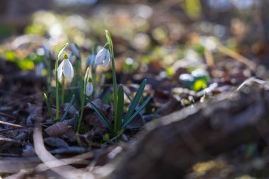 İlkbahar Beyaz Çiçeği Kar Damlası - Vahşi Ormanda Galanthus