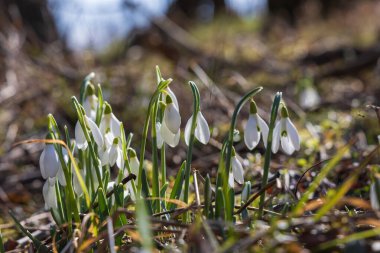 İlkbahar Beyaz Çiçeği Kar Damlası - Vahşi Ormanda Galanthus