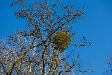 Ağaç dallarına asalak ökseotu bitkisi
