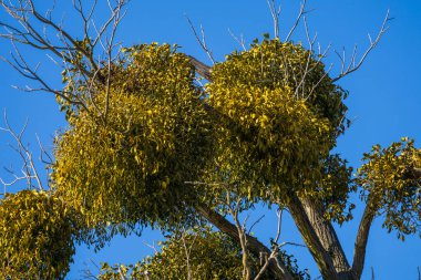 Ağaç dallarına asalak ökseotu bitkisi