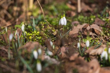 İlkbahar Beyaz Çiçeği Kar Damlası - Vahşi Ormanda Galanthus