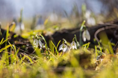 İlkbahar Beyaz Çiçeği Kar Damlası - Vahşi Ormanda Galanthus