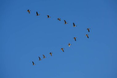 Mavi gökyüzünde uçan yabani kazlar