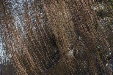 İlkbahar Beyaz Çiçeği Kar Damlası - Vahşi Ormanda Galanthus