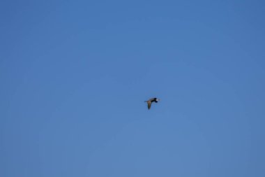 Mavi bulutsuz gökyüzünde uçan karabatak