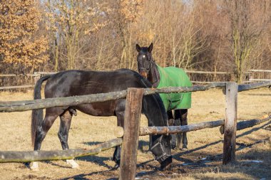 Ağıldaki güzel at kışa karşı battaniye giyiyor.