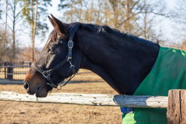 Ağıldaki güzel at kışa karşı battaniye giyiyor.