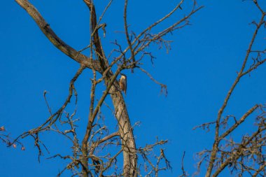 Küçük vahşi kuş - Ağaç dalında oturan Avrasyalı tımarhane