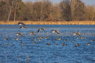 Çek Cumhuriyeti 'ndeki Hlohovec göletinin yüzeyinde kaz ve ördekler uçar.