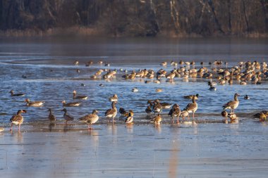 Çek Cumhuriyeti 'ndeki Hlohovec göletinin yüzeyinde kaz ve ördekler uçar.