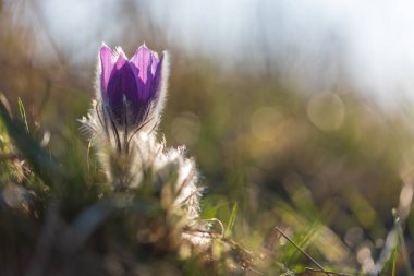 Bahar tarlasında paska çiçekleri. Fotoğraf: Pulsatilla grandis ve güzel bokeh.