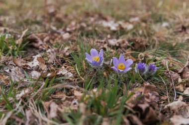 Bahar tarlasında paska çiçekleri. Fotoğraf: Pulsatilla grandis ve güzel bokeh.