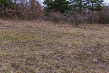 Bahar tarlasında paska çiçekleri. Fotoğraf: Pulsatilla grandis ve güzel bokeh.